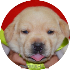 女の子(黄 母犬クリオ)